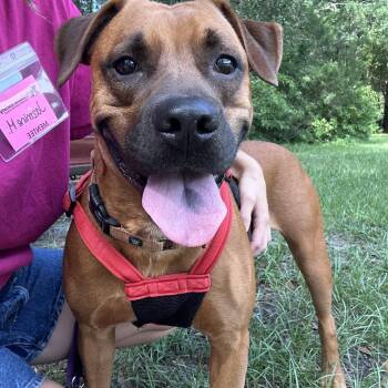 Mixed Breed Dogs Available for Adoption in Gainesville, Florida - Rosalita | PetCurious