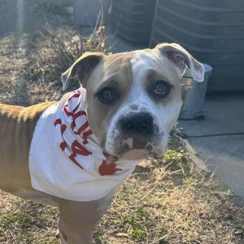 Pit Bull Terrier Dogs Available for Adoption - Claude | PetCurious