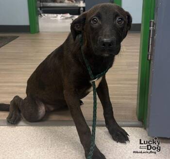 Dina -  Labrador Retriever and Dachshund Dog for Adoption in Washington, District Of Columbia - Dina | PetCurious