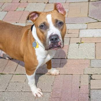 SONORAN -  Pit Bull Terrier and Mixed Breed Dog for Adoption in St. Louis, Missouri - SONORAN | PetCurious