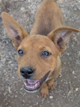Rescue American Bully Dogs for Adoption in Osceola, Missouri - Sandy | PetCurious