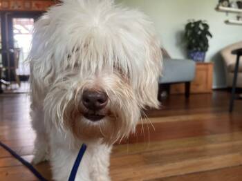 Beau -  Poodle and Mixed Breed Dog for Adoption in Acworth, Georgia - Beau | PetCurious