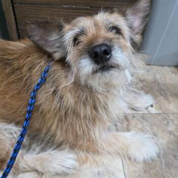 Tiki -  Terrier and Mixed Breed Dog Available for Adoption in Fort Collins, Colorado - Tiki | PetCurious