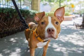 June -  Mixed Breed Dog for Adoption in New York, New York - June | PetCurious