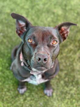 Rescue Pit Bull Terrier Dogs for Adoption in Glendale, Arizona - Mona | PetCurious