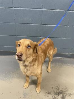 Australian Shepherd and Mixed Breed Dogs Available for Adoption - MIRA | PetCurious