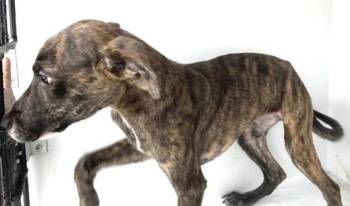 Plott Hound and Mixed Breed Dogs Available for Adoption in Houston, Texas - SCARFACE | PetCurious