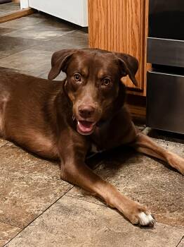 Moose -  Shepherd and Chocolate Labrador Retriever Dog for Adoption in Oswego, Illinois - Moose | PetCurious