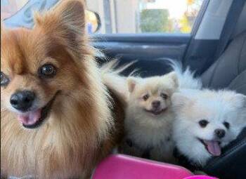 Pomeranian Dogs Available for Adoption in San Diego, California - Snow | PetCurious