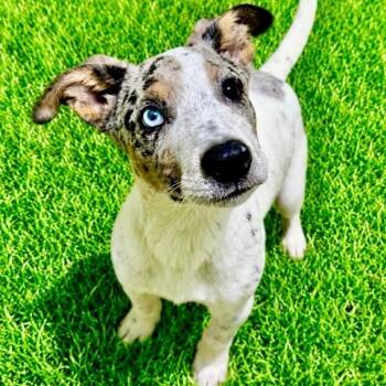 Crash -  Terrier Dog for Adoption in Battle Creek, Michigan - Crash | PetCurious