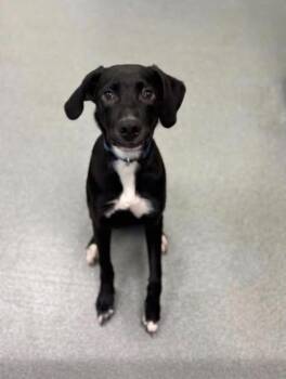 Retriever and Mixed Breed Dogs Available for Adoption in Blountville, Tennessee - Nado | PetCurious