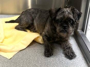 Shih Tzu and Mixed Breed Dogs Available for Adoption in Tustin, California - LITICIA | PetCurious
