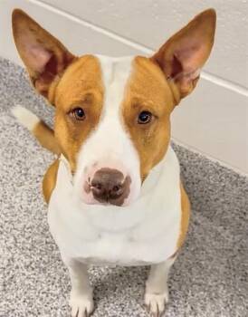 Pit Bull Terrier and Mixed Breed Dogs Available for Adoption in Houston, Texas - LIL WAYNE | PetCurious