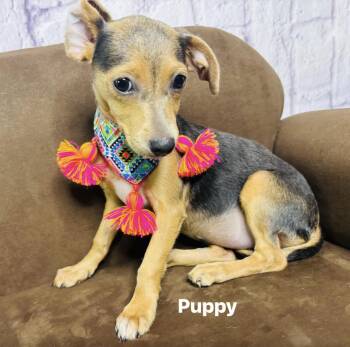 PUPPY -  Chihuahua Dog for Adoption in Lucas, Texas - PUPPY | PetCurious