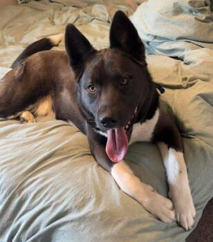 Steven -  Siberian Husky Dog for Adoption in Lewiston, Idaho - Steven | PetCurious