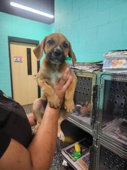 Lisa Marie -  Boxer and Mixed Breed Dog for Adoption in Jackson, Tennessee - Lisa Marie | PetCurious