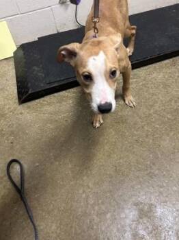 Pit Bull Terrier and Labrador Retriever Dogs Available for Adoption - Sable | PetCurious