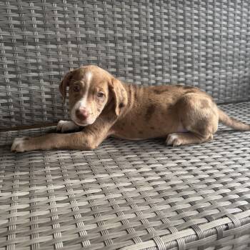 Maisy -  Dalmatian Dog for Adoption in San Antonio, Texas - Maisy | PetCurious