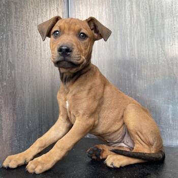 Hound Dogs Available for Adoption in San Antonio, Texas - A804402 | PetCurious