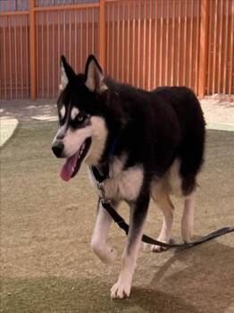 Husky Dogs Available for Adoption - BLUE | PetCurious