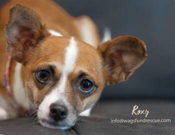 Roxy -  Chihuahua Dog for Adoption in Houston, Texas - Roxy | PetCurious