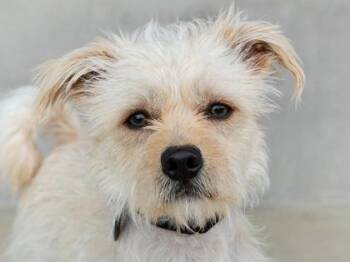 Rodney -  Mixed Breed Dog for Adoption in Longmont, Colorado - Rodney | PetCurious