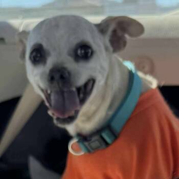 Rescue Chihuahua Dogs for Adoption in Las Vegas, Nevada - Farrah David OS NV | PetCurious