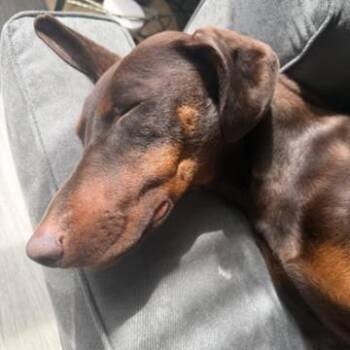 Mixed Breed Dogs Available for Adoption in Salt Lake City, Utah - Winona | PetCurious