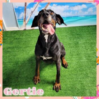 Rescue Black And Tan Coonhound Dogs for Adoption in Daingerfield, Texas - Gertie | PetCurious