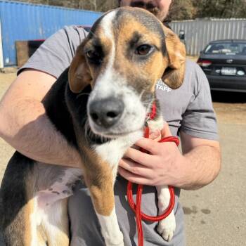 Hound Dogs Available for Adoption - Bethel | PetCurious
