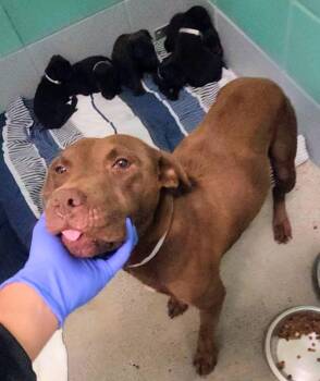 DeFazios / Corona -  Labrador Retriever Dog for Adoption in Broomfield, Colorado - DeFazios / Corona | PetCurious