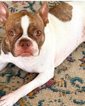 Toby -  Boston Terrier Dog for Adoption in Gainesville, Texas - Toby | PetCurious