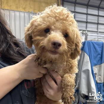 Poodle Dogs Available for Adoption in Washington, District Of Columbia - Shrimp | PetCurious