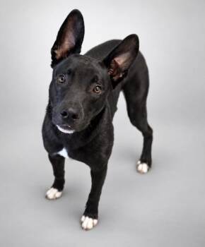 Beam -  Shepherd and Mixed Breed Dog for Adoption in Bowling Green, Kentucky - Beam | PetCurious
