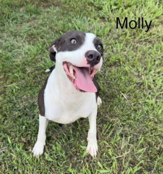 Rescue Terrier Dogs for Adoption in Holbrook, New York - MOLLY | PetCurious