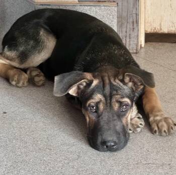 Stewart -  German Shepherd Dog Dog for Adoption in Bend, Oregon - Stewart | PetCurious