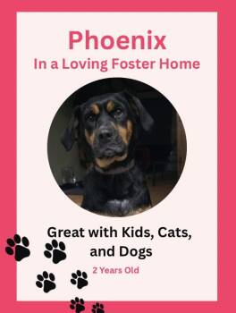 Rescue Mixed Breed Dogs for Adoption in Blair, Nebraska - Phoenix | PetCurious