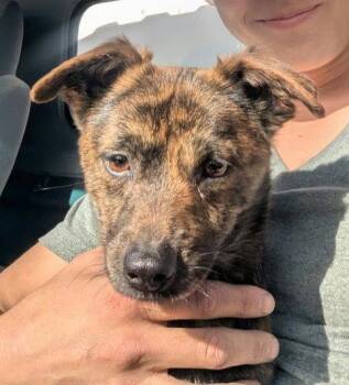 Dachshund Dogs Available for Adoption in Milton, Georgia - Bucklee | PetCurious