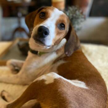 Indie -  Hound Dog for Adoption in Hopkinton, Massachusetts - Indie | PetCurious