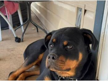 Rescue Rottweiler Dogs for Adoption - Layla | PetCurious