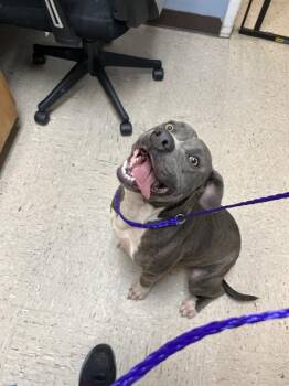 KIMCHI -  Pit Bull Terrier and Mixed Breed Dog for Adoption in Killeen, Texas - KIMCHI | PetCurious