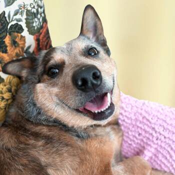 Cattle Dog and Australian Cattle Dog Blue Heeler Dogs Available for Adoption in Lynchburg, Virginia - Angel | PetCurious