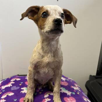 Huey -  Cattle Dog and Mixed Breed Dog for Adoption in Spruce Pine, North Carolina - Huey | PetCurious