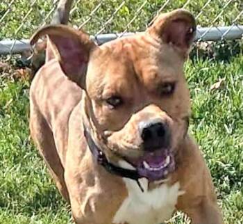 Harris -  Pit Bull Terrier Dog for Adoption in Euclid, Ohio - Harris | PetCurious