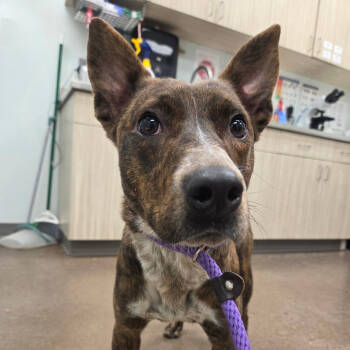 Rescue Terrier Dogs for Adoption in Chattanooga, Tennessee - Tortilla | PetCurious