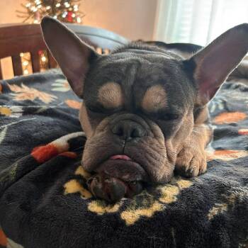 French Bulldog Dogs Available for Adoption in Huber Heights, Ohio - Magnolia | PetCurious
