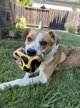 Bailey -  Beagle and Hound Dog for Adoption in Burlingame, California - Bailey | PetCurious