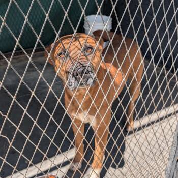 Dodger -  Pit Bull Terrier Dog for Adoption in Jefferson City, Tennessee - Dodger | PetCurious