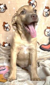 261211  Montana -  Pit Bull Terrier and Hound Dog for Adoption in Wetumpka, Alabama - 261211  Montana | PetCurious
