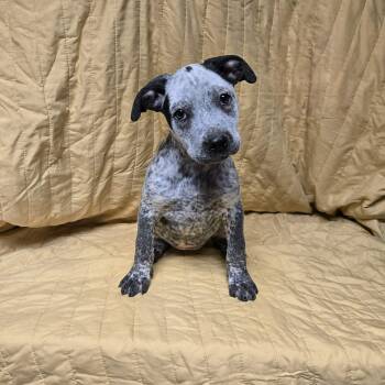 Labrador Retriever and Hound Dogs Available for Adoption - Greere | PetCurious